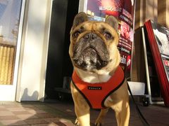 朝日とワン太郎