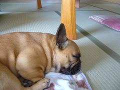 畳部屋のワン太郎