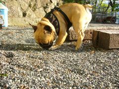 異国のにおいを満喫中のワン太郎