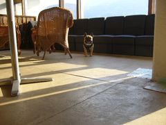 遠くに佇むのワン太郎