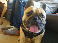 なにやら満足そうなワン太郎