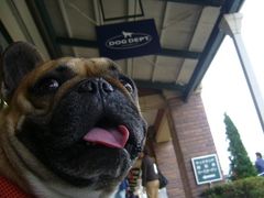 飼い主待ちのワン太郎２