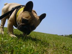 緑のにおいを嗅ぐワン太郎