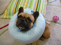 ヒッポカラーとワン太郎１