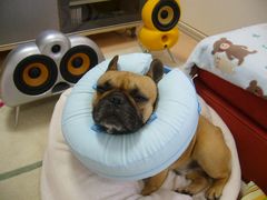 ヒッポカラーとワン太郎２