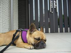 豪邸玄関前のワン太郎2