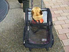 練習中のワン太郎