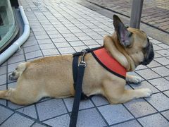 ごろ寝中のワン太郎