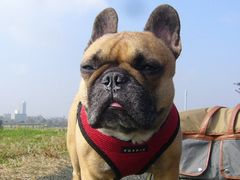 Ｕターン地点ののワン太郎