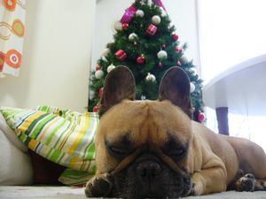 クリスマスツリーとワン太郎