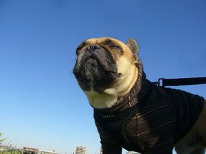 いいお天気とワン太郎