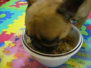 ご馳走を食すワン太郎