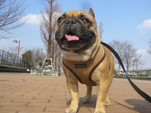 舎人公園のワン太郎