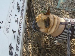 ドッグランの外のワン太郎