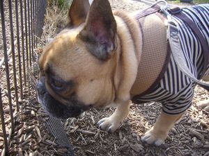 じっと見るのワン太郎