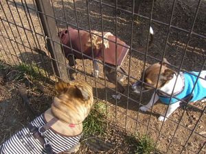 面会中のワン太郎