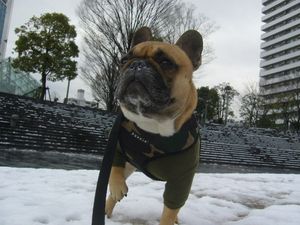 足が冷たいワン太郎