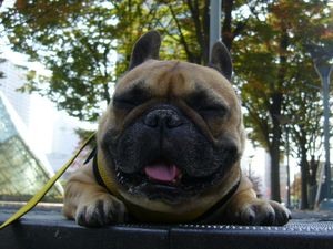 ポカポカな日のワン太郎