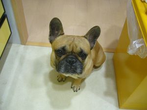 待機中のワン太郎