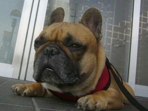 クールダウン中のワン太郎