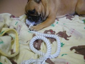 ロングロープとワン太郎