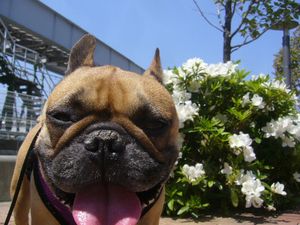 ツツジとワン太郎