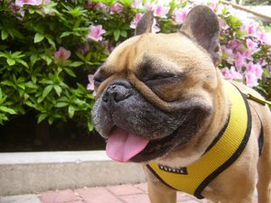 できあがったワン太郎