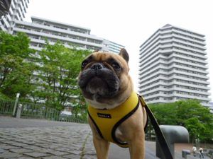 ちょっと遠いワン太郎