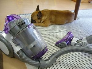 おじゃま虫なワン太郎