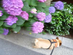 マッハのワン太郎