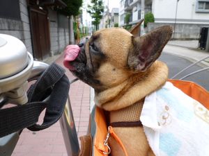 濡れマント姿のワン太郎