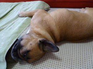 イナバウるワン太郎