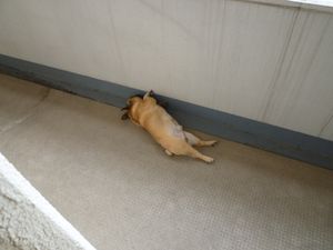 ベランダへそ天1