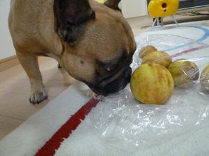 グァバとワン太郎１