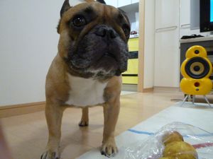 グァバとワン太郎２