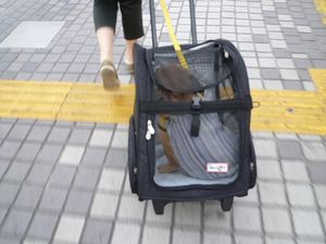 コロコロキャリーに乗るワン太郎１