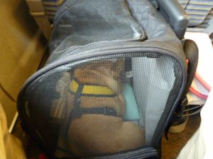 新幹線でのワン太郎