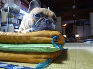 牢名主ワン太郎