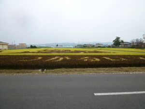 田んぼアート