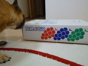 高級ぶどぅの箱とワン太郎