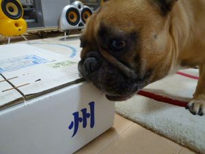 箱の角をかじるワン太郎