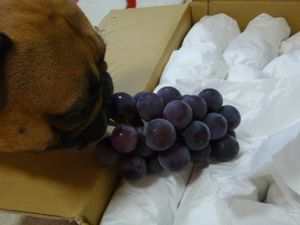 茎をかじるワン太郎