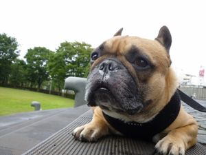 小休止のワン太郎