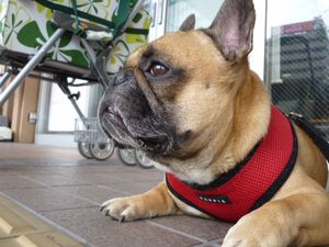 寝そべるワン太郎