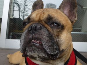 ムキ顔なワン太郎２