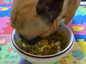 ワン太郎の高速モグモグ