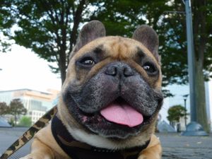 只者じゃないワン太郎