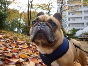 落ち葉とワン太郎