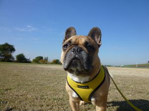 何かを見るワン太郎