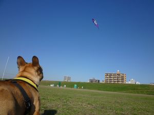 ゲイラを見上げる待つワン太郎
